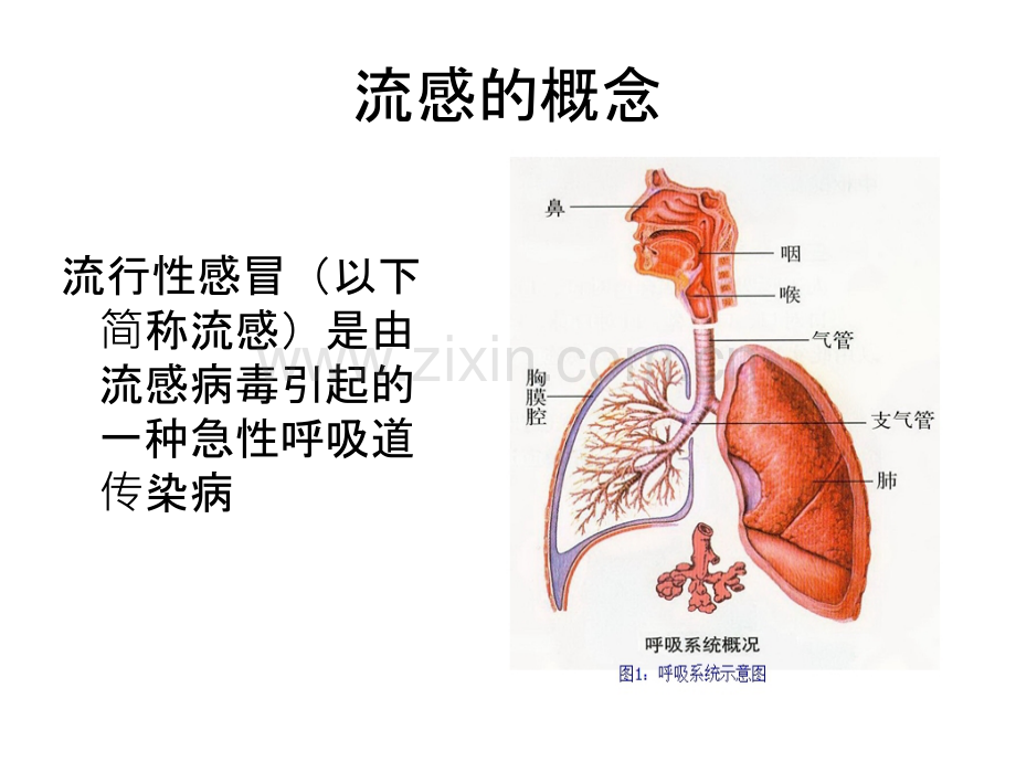 二零一八年流感宣教ppt培训课件.ppt_第3页