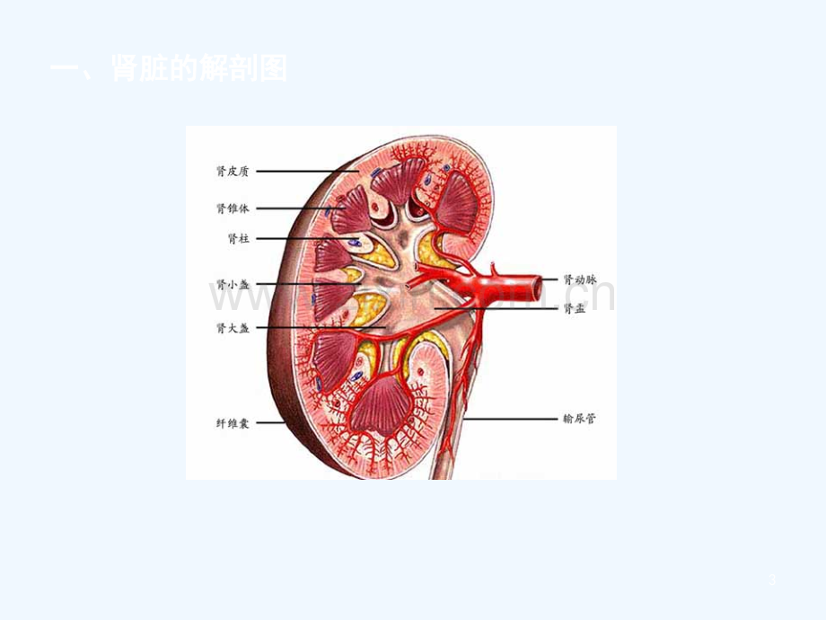 尿毒症病人的护理保健.ppt_第3页