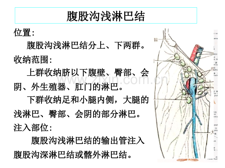 下肢血管肌肉神经解剖PPT培训课件.ppt_第2页