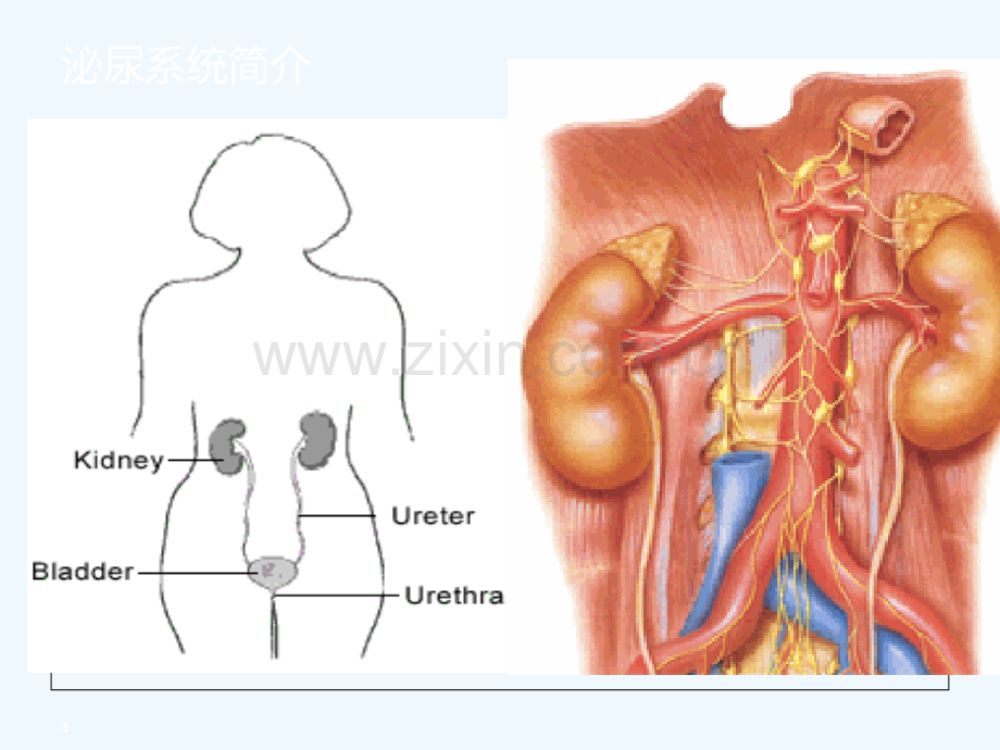 泌尿内科常见临床表现与基本检查.ppt_第3页