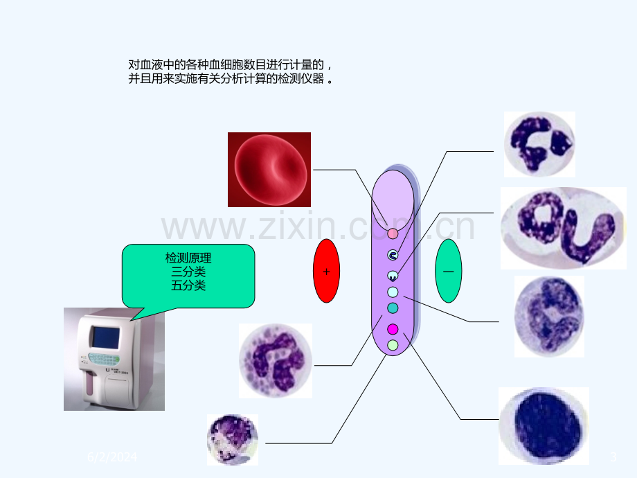 宠物血常规及白细胞分类计数.ppt_第3页