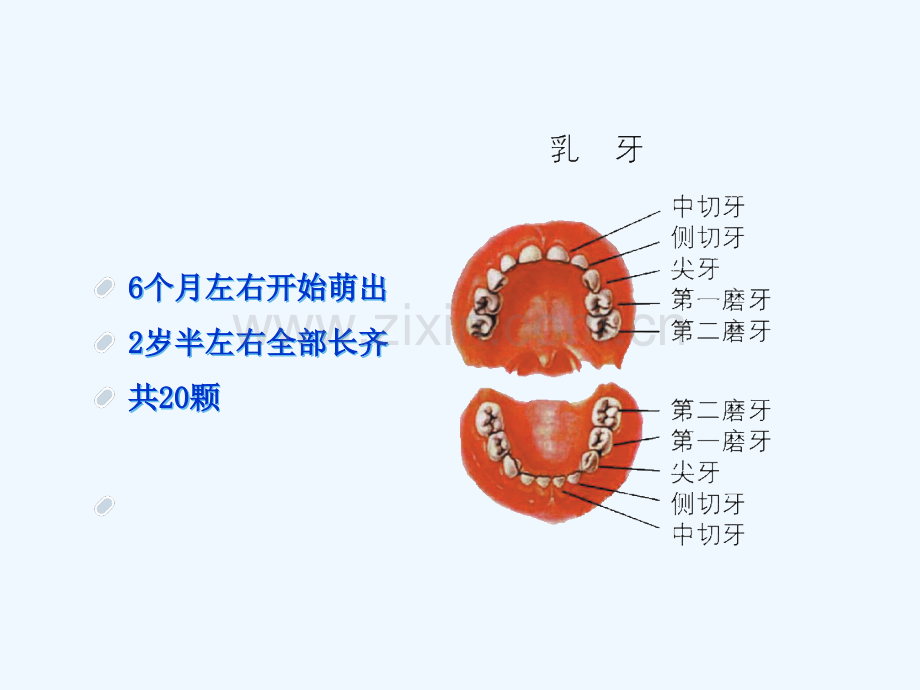 儿童口腔健康教育.pptx_第3页