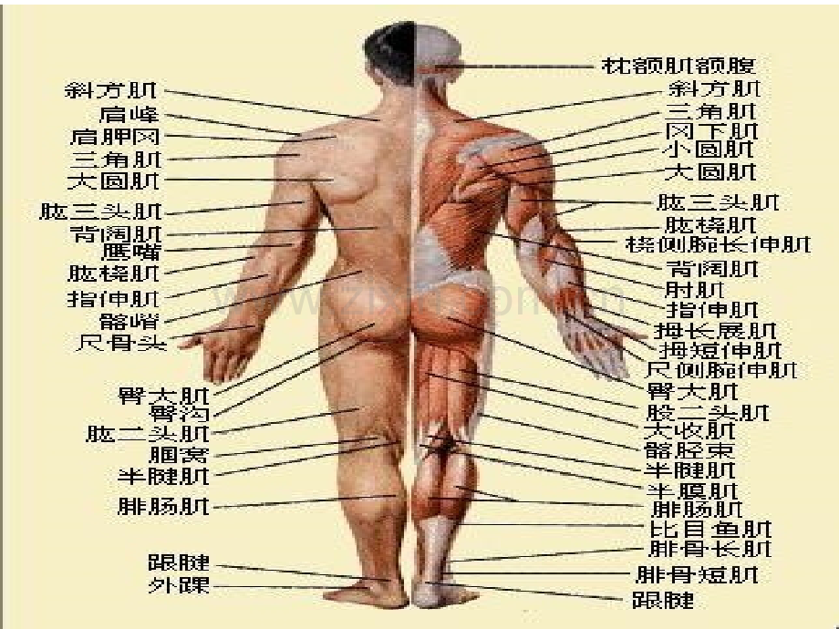 人体主要肌肉构造位置和功能PPT培训课件.ppt_第2页