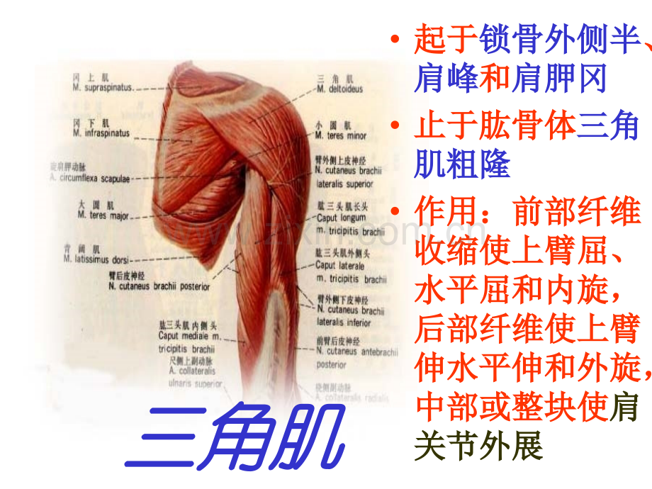 人体主要肌肉构造位置和功能PPT培训课件.ppt_第3页