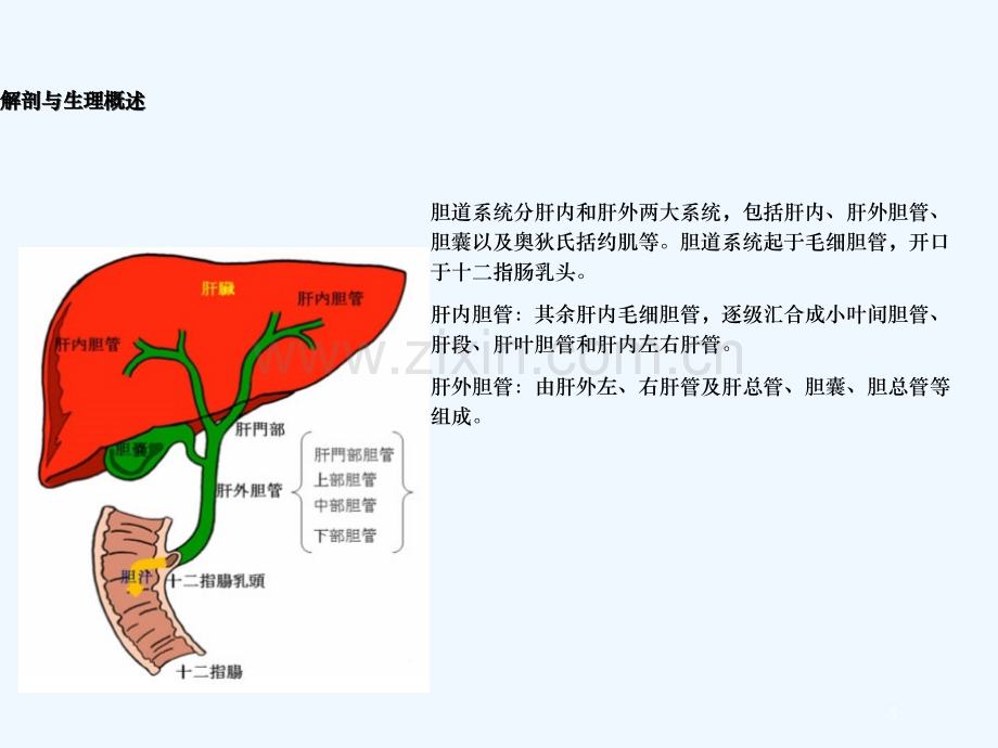 胆管癌术后护理.ppt_第3页