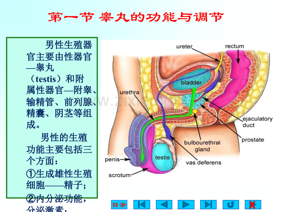 生理学-第章生殖.ppt_第3页