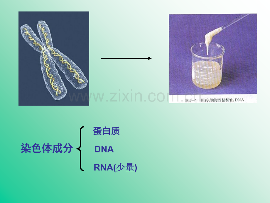 DNA的提取及性质鉴定优质PPT课件.ppt_第2页