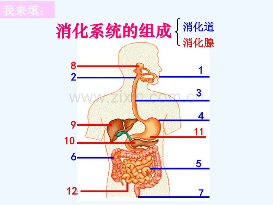 初中生物人教版消化.ppt_第3页