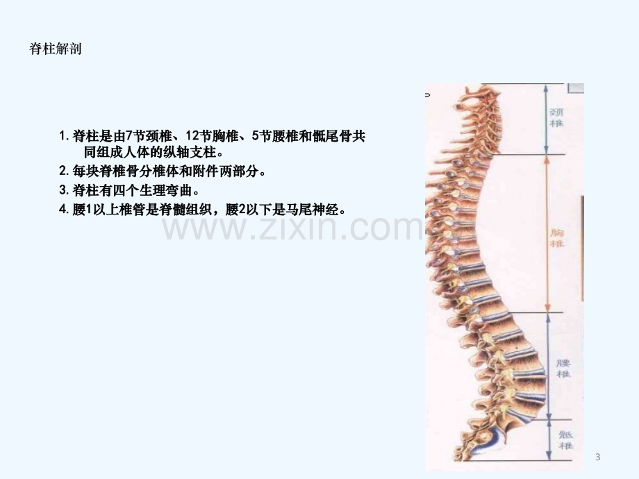 护理新技术脊柱骨折病人的护理.ppt_第3页