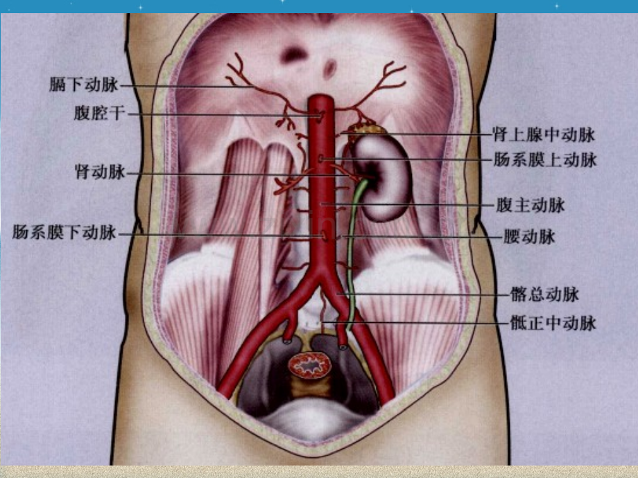 PPT医学课件腹主动脉专业知识宣讲讲义.ppt_第2页