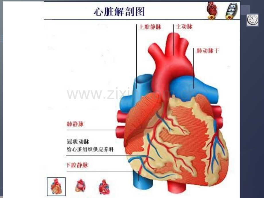 冠心病通俗讲解PPT优质课件.ppt_第3页