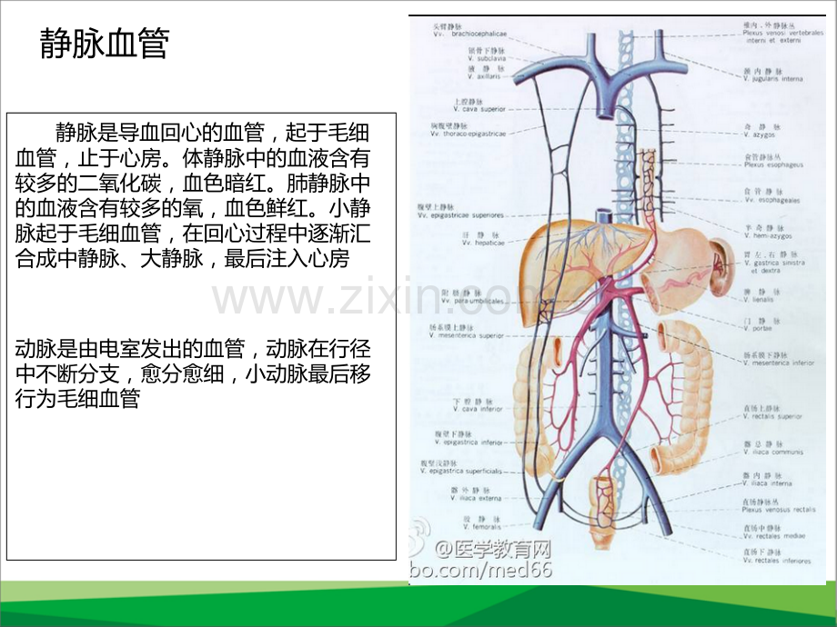 与静脉输液相关的血管解剖生理-医学课件.ppt_第2页