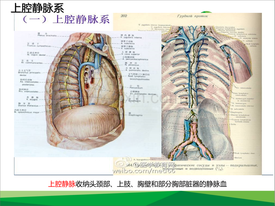 与静脉输液相关的血管解剖生理-医学课件.ppt_第3页