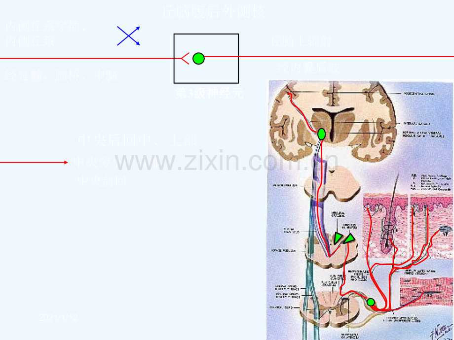 人体解剖之脑和脊髓的传导通路.ppt_第2页