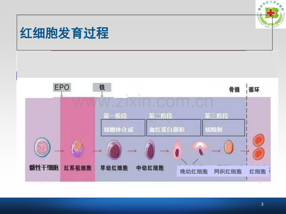 PPT医学课件血液透析患者贫血的管理讲义.ppt_第3页