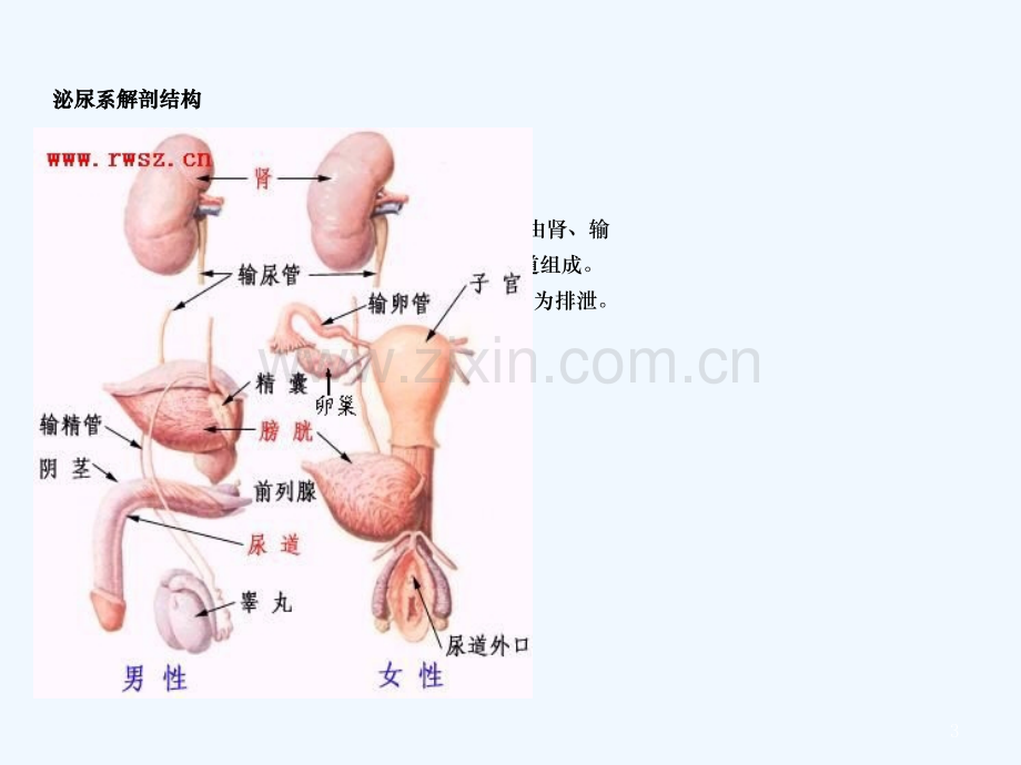 尿路结石病人治疗与护理.ppt_第3页