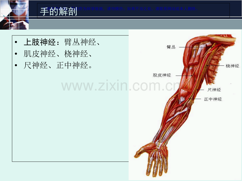 上肢周围神经损伤课件.ppt_第2页