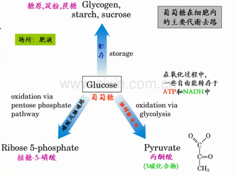 糖酵解和柠檬酸循环.ppt_第2页