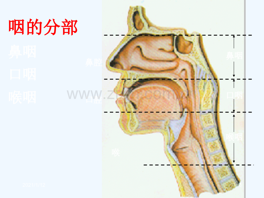 咽的解剖生理及生理咽炎.ppt_第3页