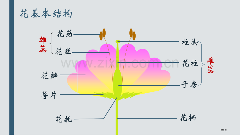 开花和结果教学课件省公开课一等奖新名师优质课比赛一等奖课件.pptx_第2页