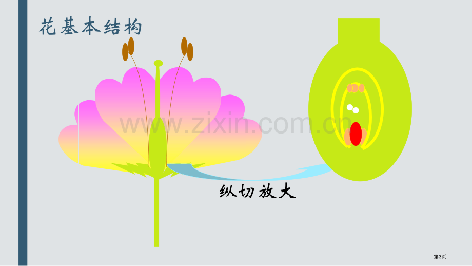 开花和结果教学课件省公开课一等奖新名师优质课比赛一等奖课件.pptx_第3页