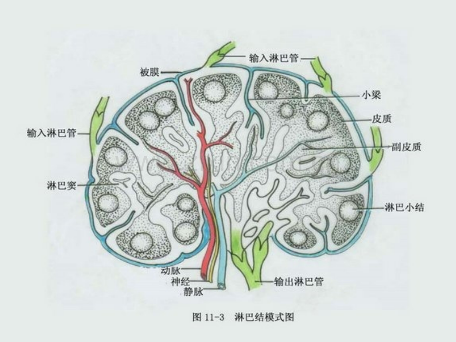 淋巴结肿大超声诊断.ppt_第3页