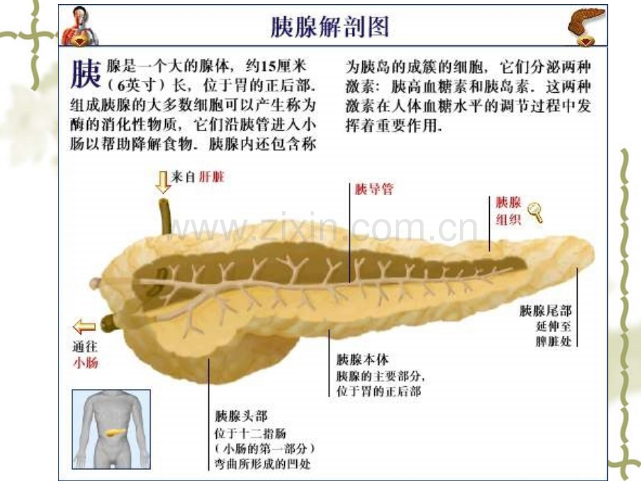 重症胰腺炎的治疗及护理.ppt_第2页