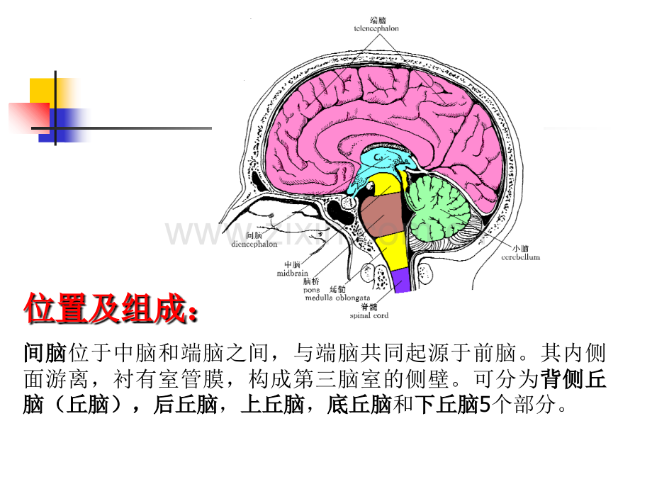 丘脑结构和功能解说讲义.ppt_第2页