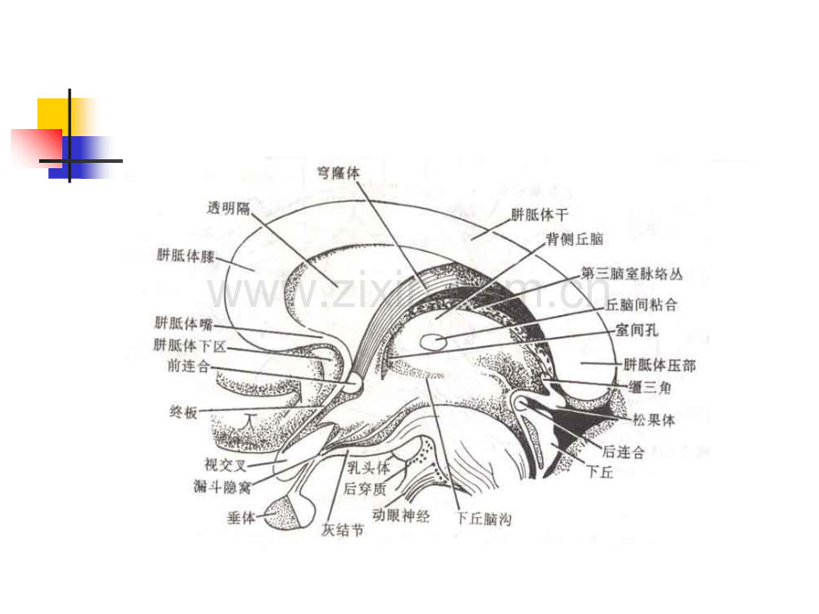 丘脑结构和功能解说讲义.ppt_第3页