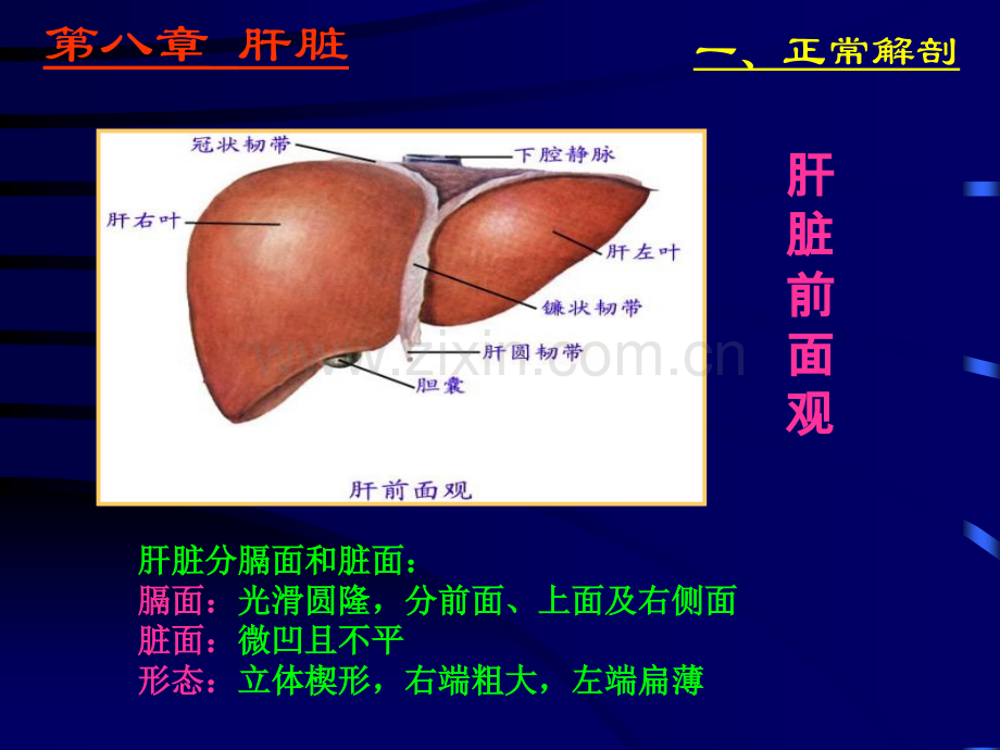 肝脾超声静-精选文档.ppt_第2页