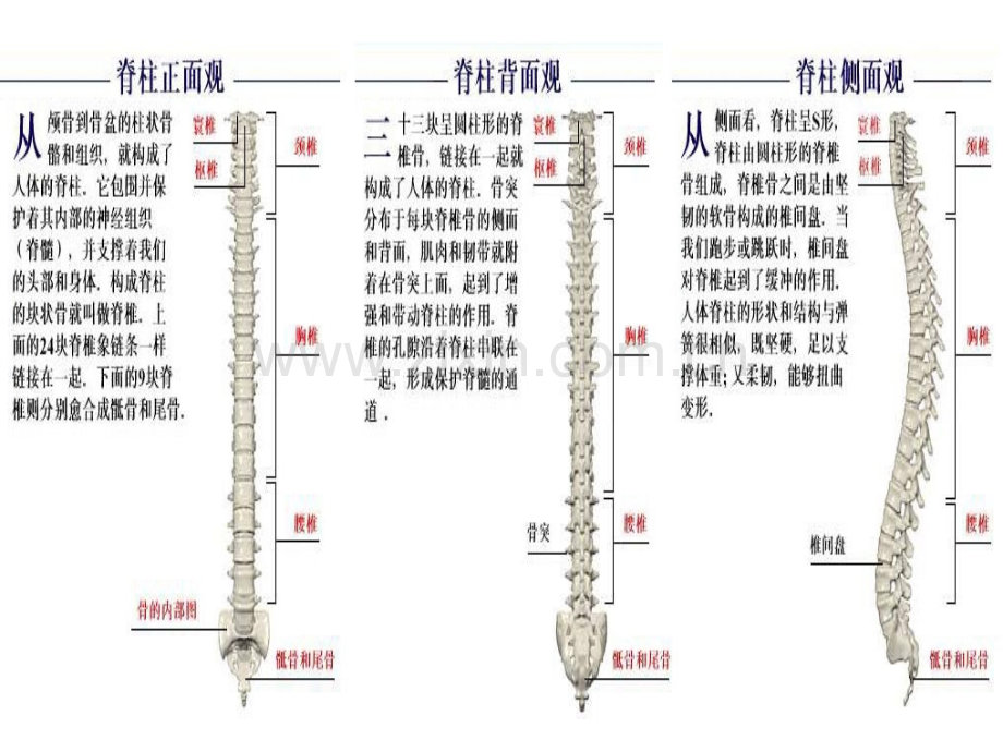 PPT医学课件脊柱及椎体解剖图谱讲义.ppt_第1页