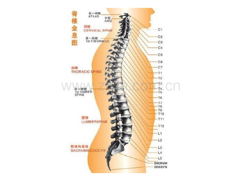 PPT医学课件脊柱及椎体解剖图谱讲义.ppt_第2页