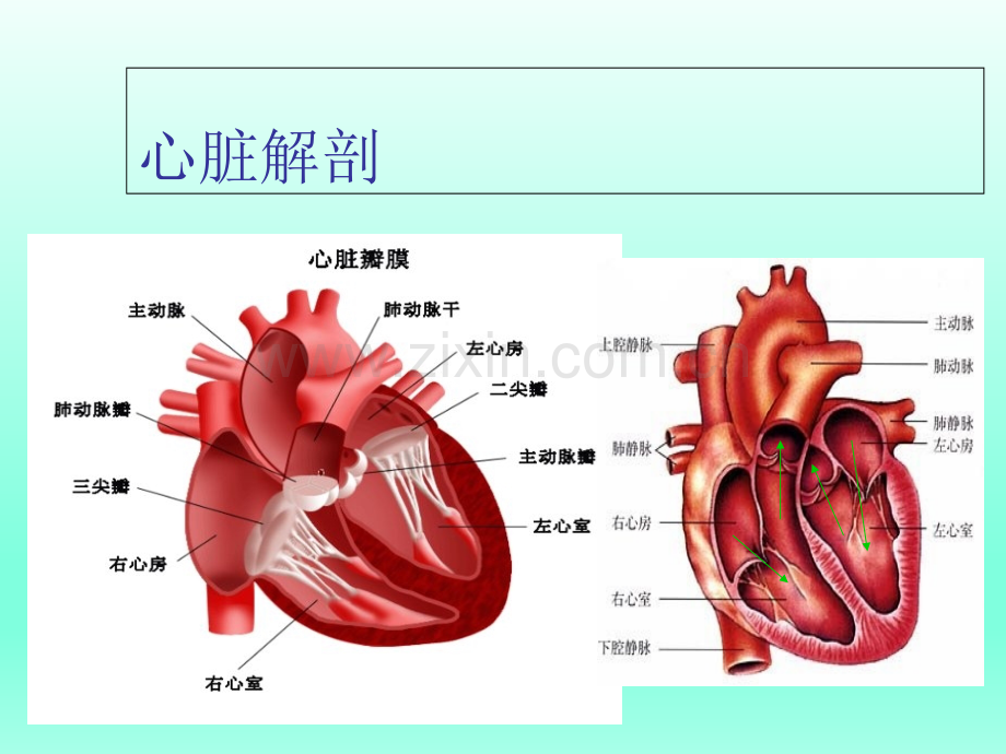 内科学心脏瓣膜病PPT优质课件.ppt_第3页