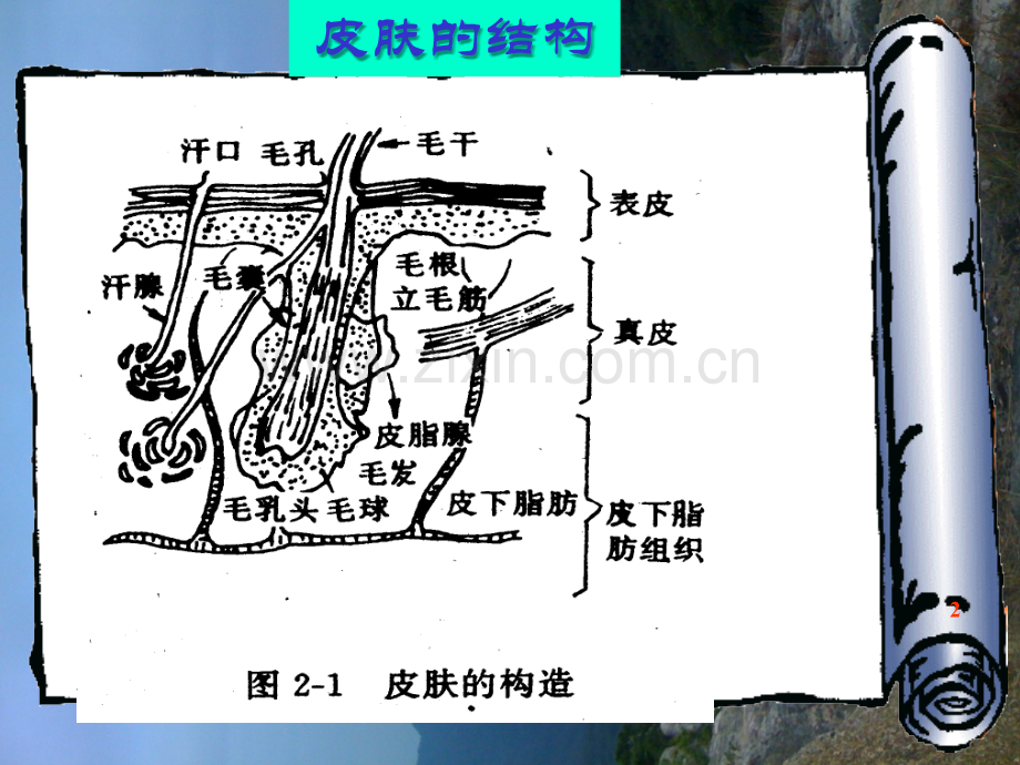 化妆品皮肤专题知识讲座PPT培训课件.ppt_第2页