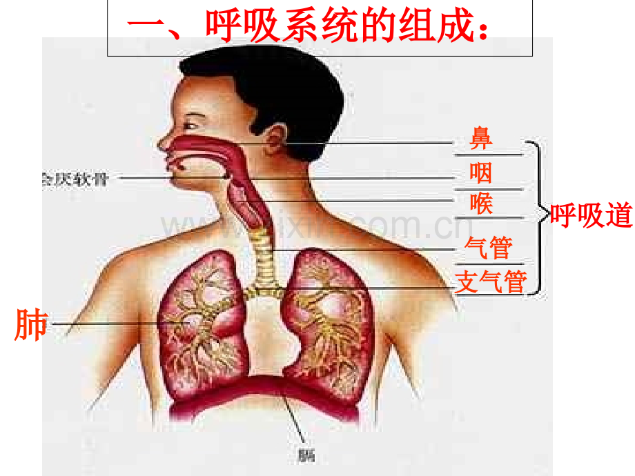 人体的呼吸复习课件.ppt_第2页