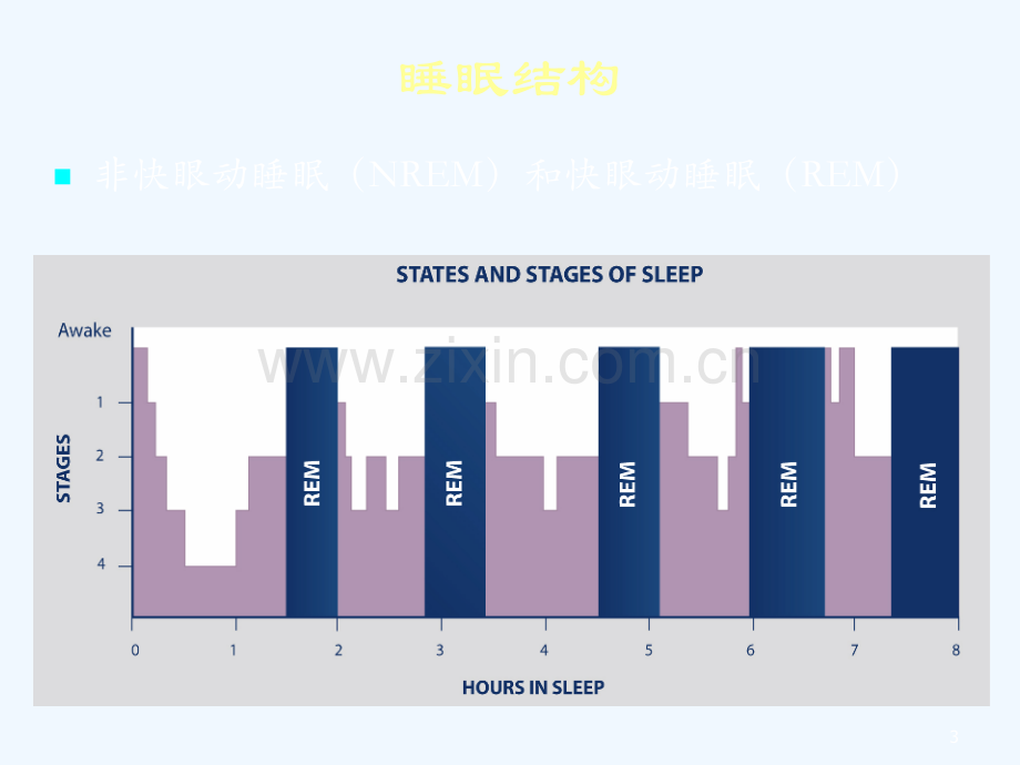 睡眠与免疫系统关联性研究.pptx_第3页