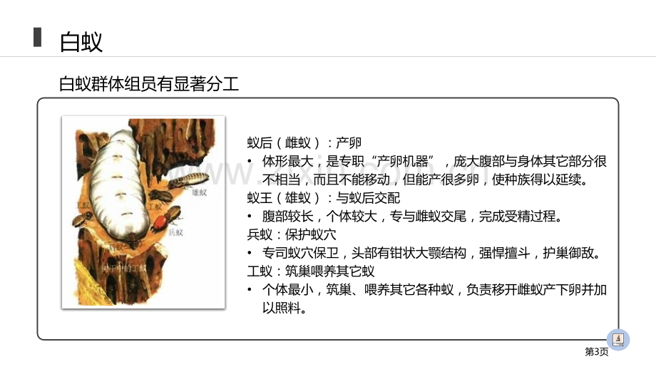 社会行为省公开课一等奖新名师优质课比赛一等奖课件.pptx_第3页