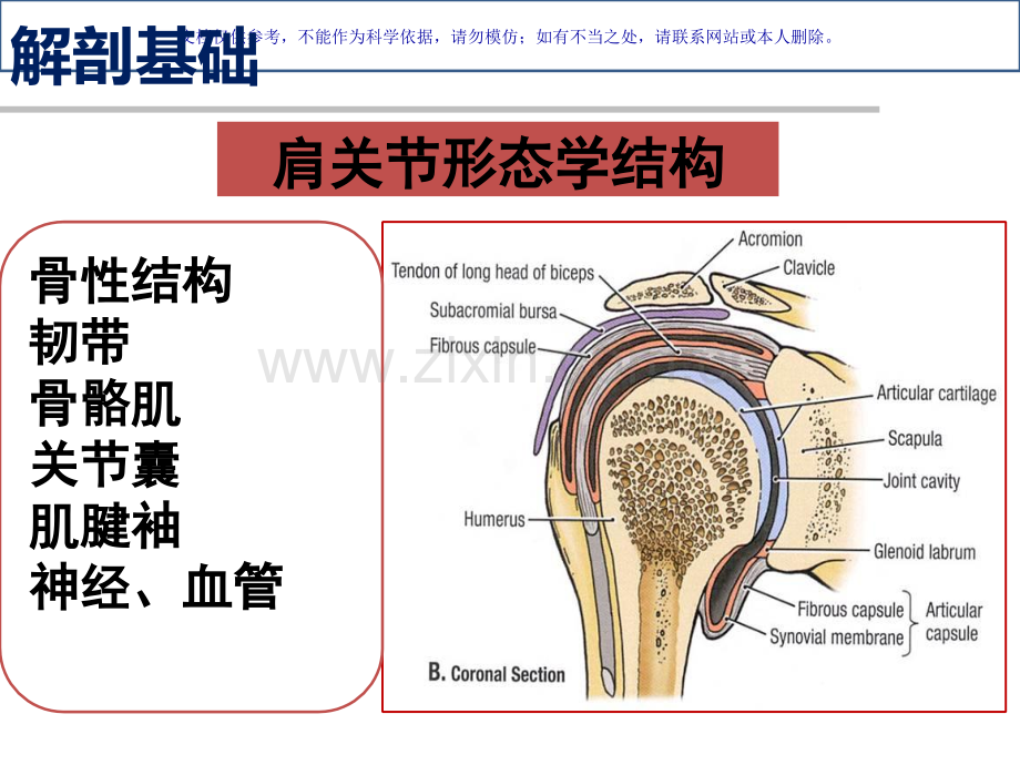 人体肩关节膝关节运动解剖学基础课件.ppt_第3页