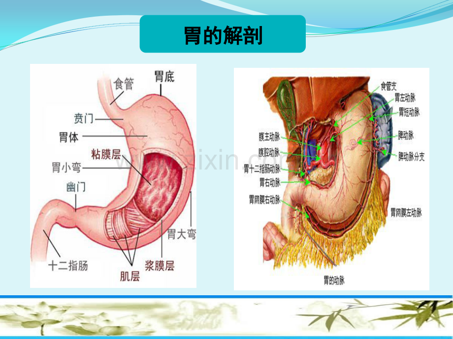 腹腔镜胃癌根治术.ppt_第3页