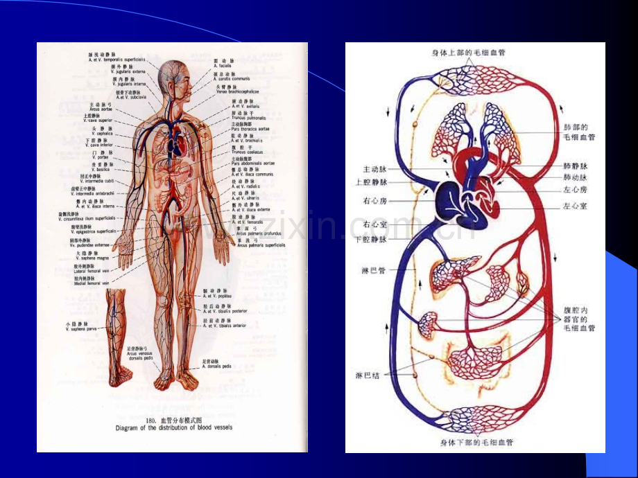 心源性休克.ppt_第2页