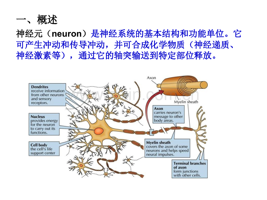 神经元的基本结构和功能概述.ppt_第2页