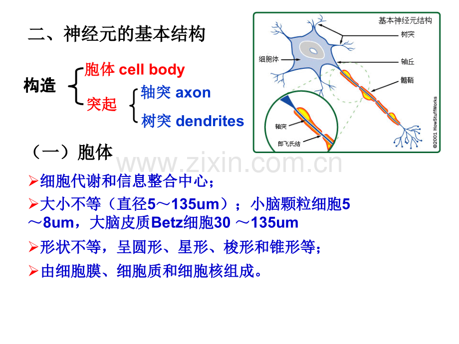 神经元的基本结构和功能概述.ppt_第3页