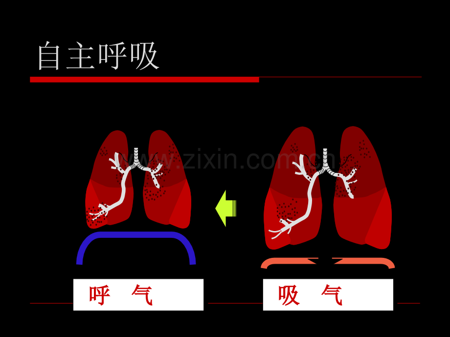 呼吸力学基础.ppt_第2页