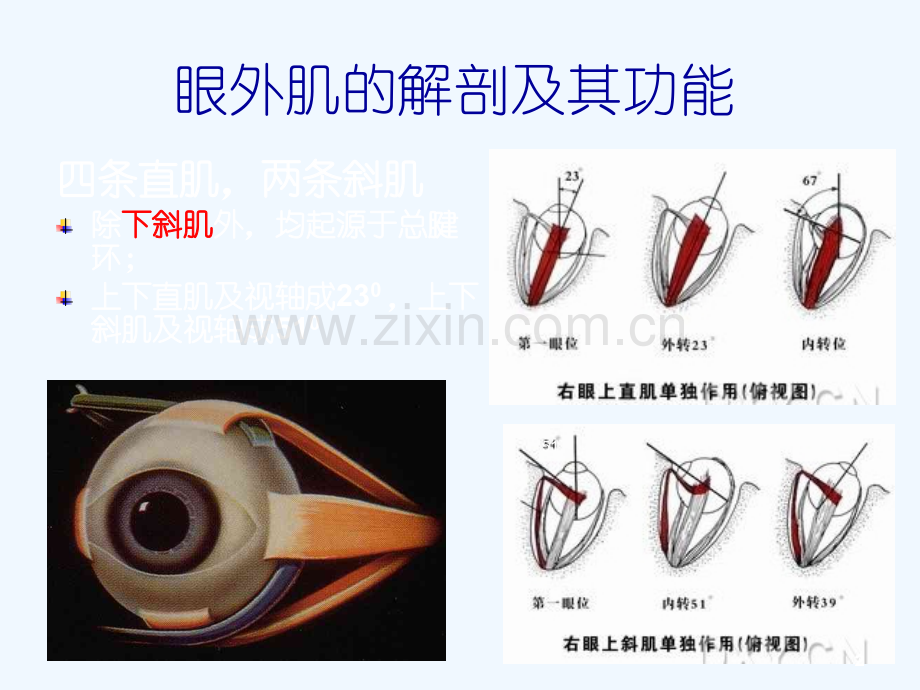 斜视与弱视中山眼科中心.ppt_第2页