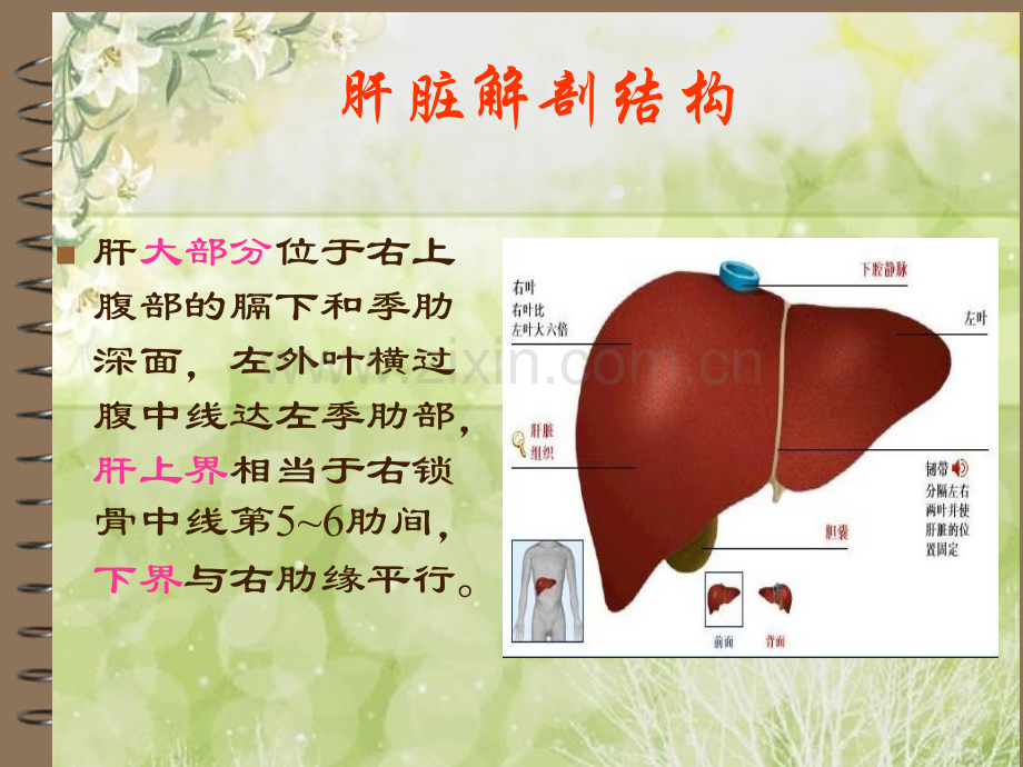 介绍原发性肝癌课件PPT.pptx_第3页