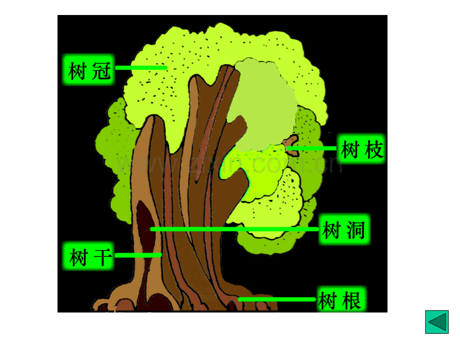 人美版小学二年级美术上册《大树的故事》课件.ppt_第3页