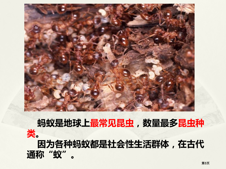 小蚂蚁省公开课一等奖新名师优质课比赛一等奖课件.pptx_第3页