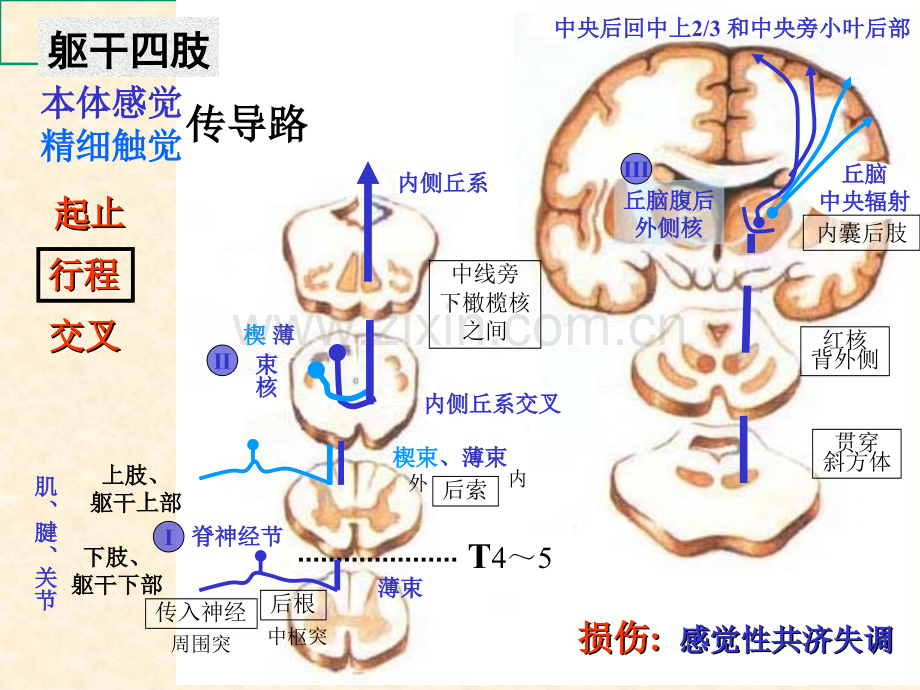 人体解剖学神经系统神精传导路线课件.ppt_第1页