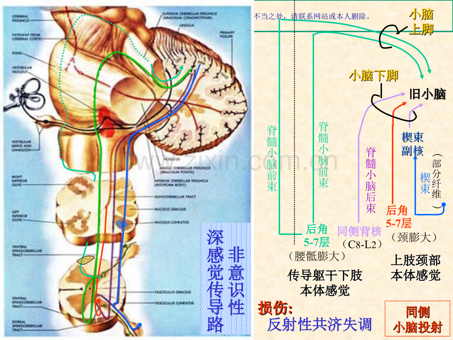 人体解剖学神经系统神精传导路线课件.ppt_第2页