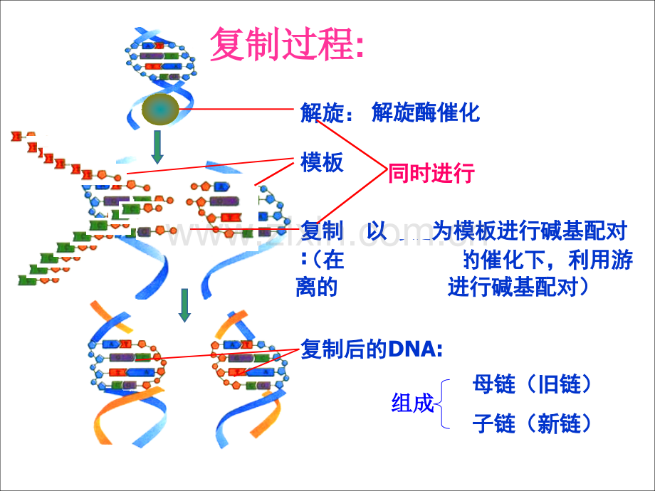 DNA分子的复制一轮复习.ppt_第2页